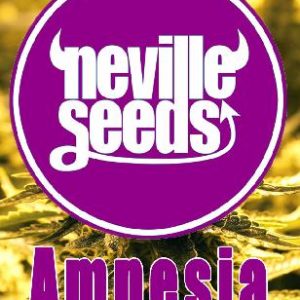 Amnesia Neville 1 Semilla