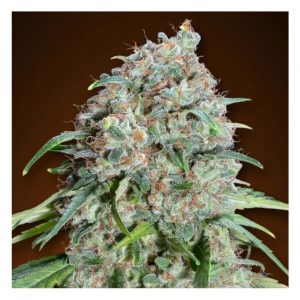 Niágara Cbd 1 Semilla