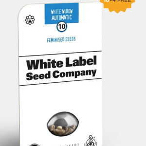 White Widow Autofloreciente