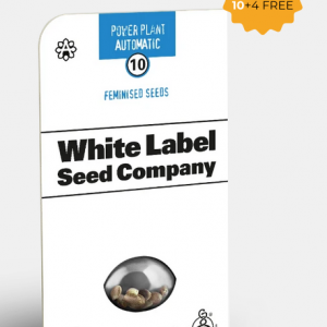 Pure Power Plant Autofloreciente