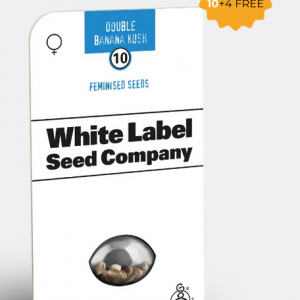 Double Banana Kush Feminizada