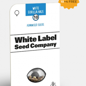 White Gorilla Haze Feminizada