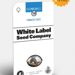 Chemberries Feminizada