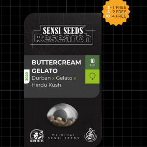 Buttercream Gelato Feminizada