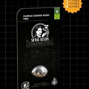 Purple Cookie Kush Feminizada