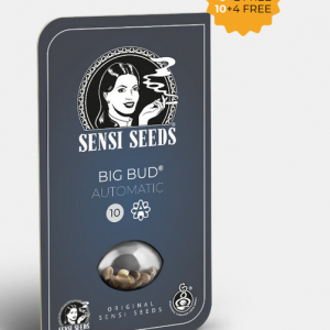 Big Bud Autofloreciente
