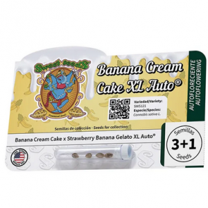 Banana Cream Cake XL Auto