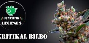 Kritikal Bilbo 5 Semilla Feminizada genehtik